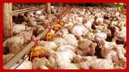 Gripe aviária: China, Argentina e União Europeia suspendem importação de carne de frango do Brasil