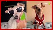 Vira-lata Pingo, conhecido na internet como 'cachorro fóssil', morre aos 21 anos
