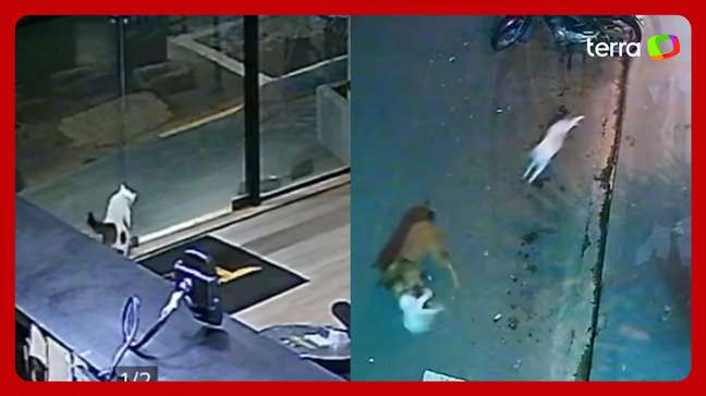 Gato mascote de academia dá ‘voadora’ em cão e salva gatinha de ataque no interior de SP