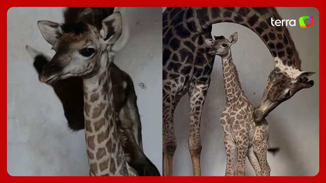 Zoológico de São Paulo anuncia nascimento de filhote de girafa; veja