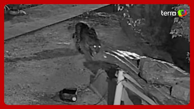 Cachorrinhos latem e espantam onça-pintada que rondava casa em MS