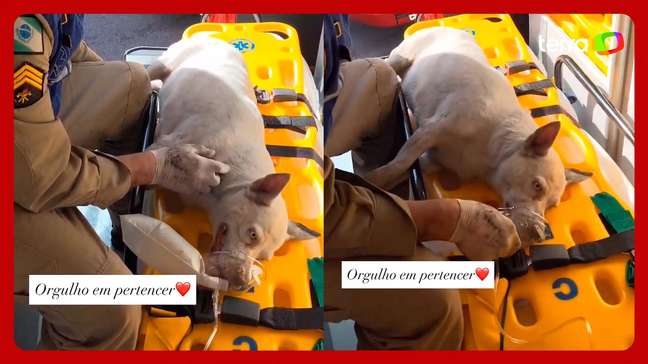 Bombeiros usam oxigênio para salvar cachorra resgatada de incêndio no Paraná