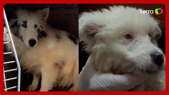 Dezenas de cachorros são resgatados em situação de maus-tratos em canil clandestino em SP